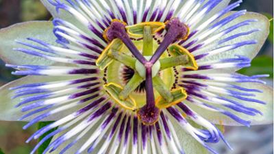 Schnittgut. Alles aus dem Garten: Passionsblume, Stauden-Kombinationen, Schildchen töpfern