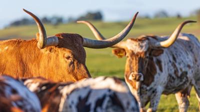 Treffpunkt: Der Wilde Westen vor unserer Haustür: Longhorns, Linedance, BBQ Treffpunkt: Der Wilde Westen vor unserer Haustür: Longhorns, Linedance, BBQ