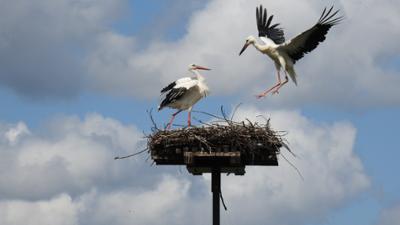 Treffpunkt: Die Welt der Vögel - Zu Besuch bei Papageien, Straußen und Störchen