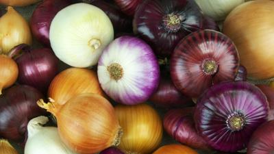 Treffpunkt: Kochen, Heilen, Färben: So vielseitig ist die Zwiebel Treffpunkt: Kochen, Heilen, Färben: So vielseitig ist die Zwiebel