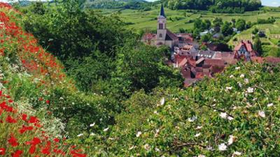 Wildes Deutschland: Der Kaiserstuhl