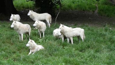 Wir im Saarland - Grenzenlos: Bison, Bär und Baumhaus - Tierpark-Check in der Großregion