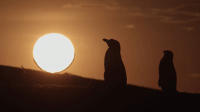 Wildes Lateinamerika: Staffel 1, Folge 2: Patagonien