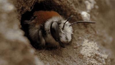 Wildes Lateinamerika: Staffel 1, Folge 3: Die Atacama-Wüste