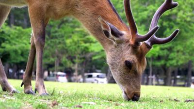 Woozle Goozle: Folge 5: Tiere in der Stadt