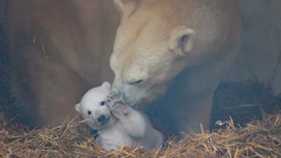 Alle lieben Mika!: Die Abenteuer des Karlsruher Eisbär-Babys