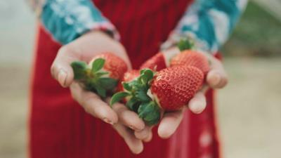 Bittere Früchte - Ausbeutung auf Europas Feldern: Bittere Früchte: Ausbeutung in der Landwirtschaft