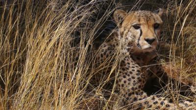 Das Waisenhaus für wilde Tiere: Folge 100: Abenteuer Afrika