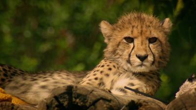 Das Waisenhaus für wilde Tiere: Folge 97: Abenteuer Afrika