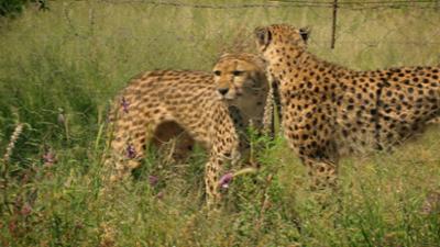 Das Waisenhaus für wilde Tiere: Folge 105: Abenteuer Afrika