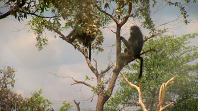 Das Waisenhaus für wilde Tiere: Folge 93: Abenteuer Afrika