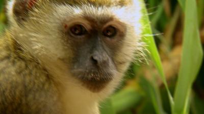 Das Waisenhaus für wilde Tiere: Folge 107: Abenteuer Afrika