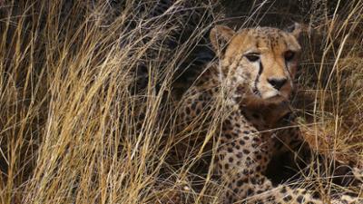 Das Waisenhaus für wilde Tiere: Folge 87: Abenteuer Afrika