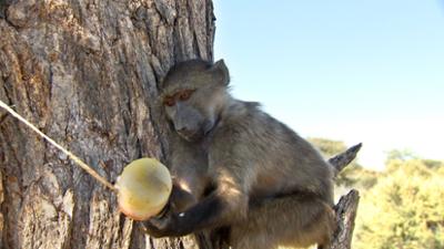 Das Waisenhaus für wilde Tiere: Folge 86: Abenteuer Afrika
