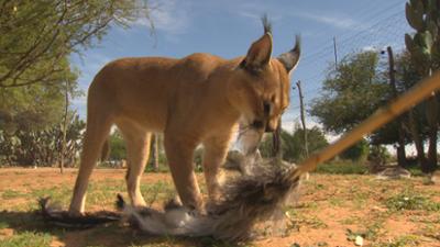 Das Waisenhaus für wilde Tiere: Folge 90: Abenteuer Afrika