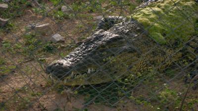 Das Waisenhaus für wilde Tiere: Folge 95: Abenteuer Afrika