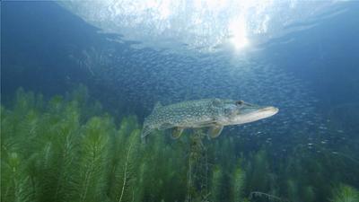 Der unsichtbare Fluss: Unter Wasser zwischen Schwarzwald und Vogesen