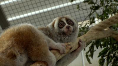 Die Zoo-Docs: Liebe auf Bestellung bei den Plumplori-Äffchen