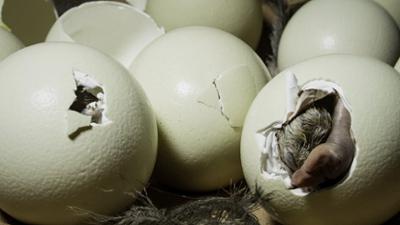 Doku und Reportage: Das Ei - Aufbruch ins Leben