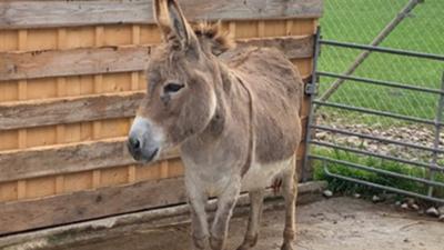 Esel - Haustier mit Charakter