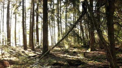 Fahr mal hin: Zwischen Baum und Borke - Herbst im Lützelsoon Fahr mal hin: Zwischen Baum und Borke - Herbst im Lützelsoon