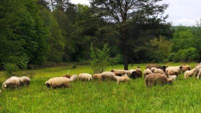 Handwerkskunst!: Wie man vom Schaf zur Strickjacke kommt Handwerkskunst!: Wie man vom Schaf zur Strickjacke kommt