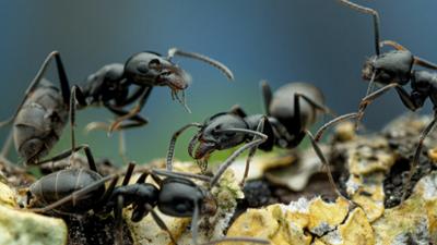 Invasion der Ameisen: Die unterschätzte Gefahr?