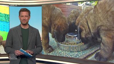 Landesschau Baden-Württemberg