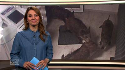 Landesschau Baden-Württemberg