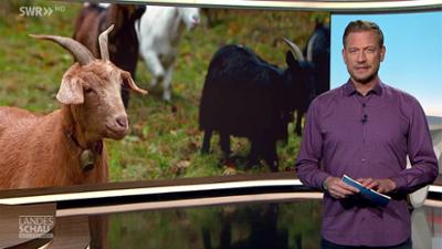 Landesschau Baden-Württemberg