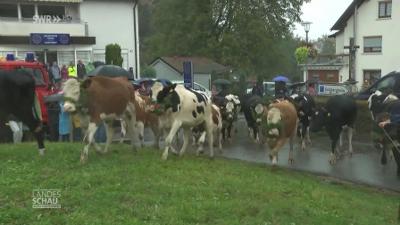 Landesschau Baden-Württemberg: Viehabtrieb in Oberried