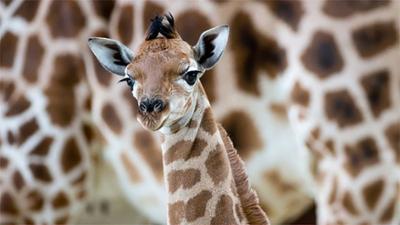 Panda, Gorilla & Co.: (1)