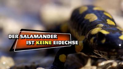 Planet Schule: Das kleine 1x1 der Artenkunde - Der Salamander ist keine Eidechse