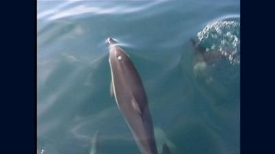 Planet Schule: Tiere und Pflanzen - Delfine - faszinierende Fischjäger