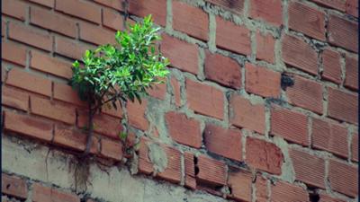 Planet Schule: Big Cities - Medellín: Ernten im Asphaltdschungel