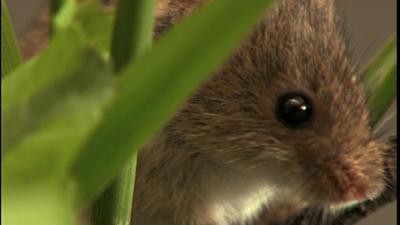 Planet Schule: Natur nah - Im Reich der Mäuse