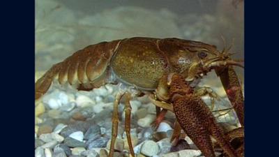 Planet Schule: Natur & Umwelt: Natur nah - Heimlicher Panzerträger - Der Flusskrebs