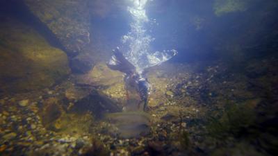Planet Schule: Natur nah - Die Rückkehr der bedrohten Vögel