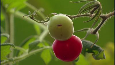 Planet Schule: Big Cities - Fisch und Gemüse direkt aus Berlin