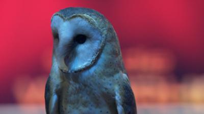 Sag die Wahrheit: Falknerin und Atlantik-Ruderer