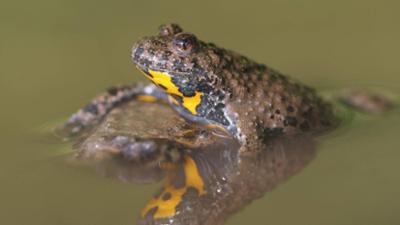 Science Talk: Bedrohung und Schutz von Amphibien und Reptilien