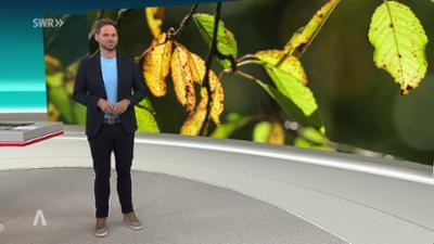 SWR Aktuell: Sendung 19:30 Uhr vom 1.9.2025