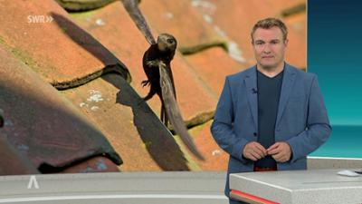 SWR Aktuell: Sendung 18:00 Uhr vom 2.8.2026