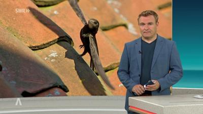 SWR Aktuell: Sendung 19:45 Uhr vom 2.8.2026