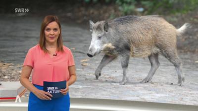 SWR Aktuell: Sendung 18:00 Uhr vom 2.9.2026