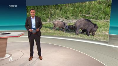 SWR Aktuell: Sendung 19:30 Uhr vom 2.9.2026