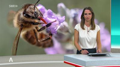 SWR Aktuell: Sendung 16:00 Uhr vom 4.9.2025