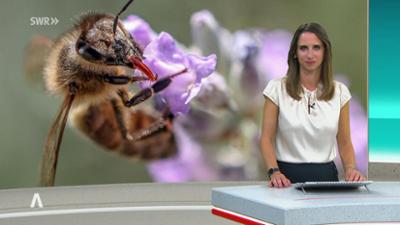 SWR Aktuell: Sendung 17:00 Uhr vom 4.9.2025