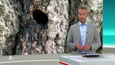 SWR Aktuell: Sendung 18:00 Uhr vom 8.5.2025