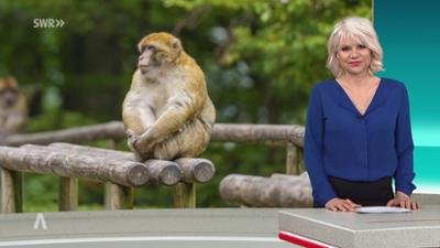 SWR Aktuell: Sendung 18:00 Uhr vom 14.3.2026